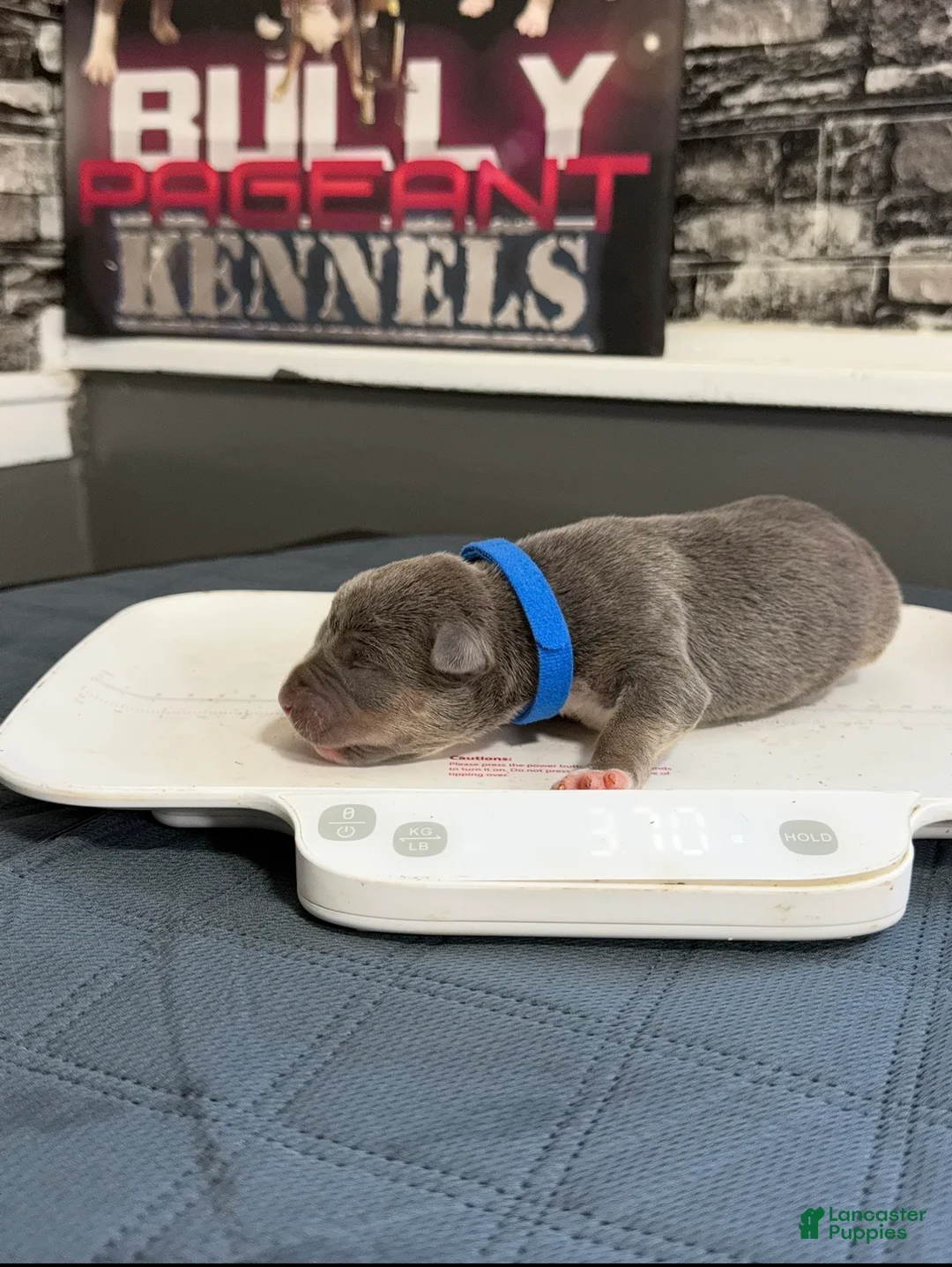 American Bully dogs for sale: Blues Clues - Ad 2