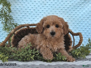 Bichpoo dogs - Ad 29