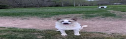 German Shepherd dogs for sale: German Shepherd 7 - Ad 4