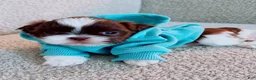 Shih Tzu dogs for sale: Leo - Ad 1