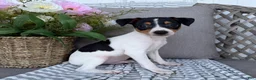 Toy Fox Terrier dogs for sale: Tommy - Ad 3
