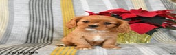 Cavalier King Charles Spaniel dogs for sale: Snuggles   - Ad 1