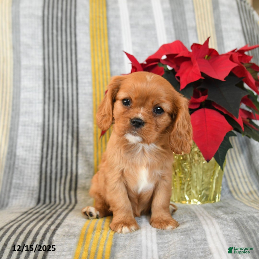 Cavalier King Charles Spaniel dogs for sale: Snuggles   - Ad 1