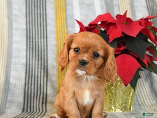 Cavalier King Charles Spaniel dogs Snuggles - Ad 12