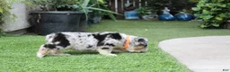 English Bulldog dogs for sale: English Bulldog 1 - Ad 3