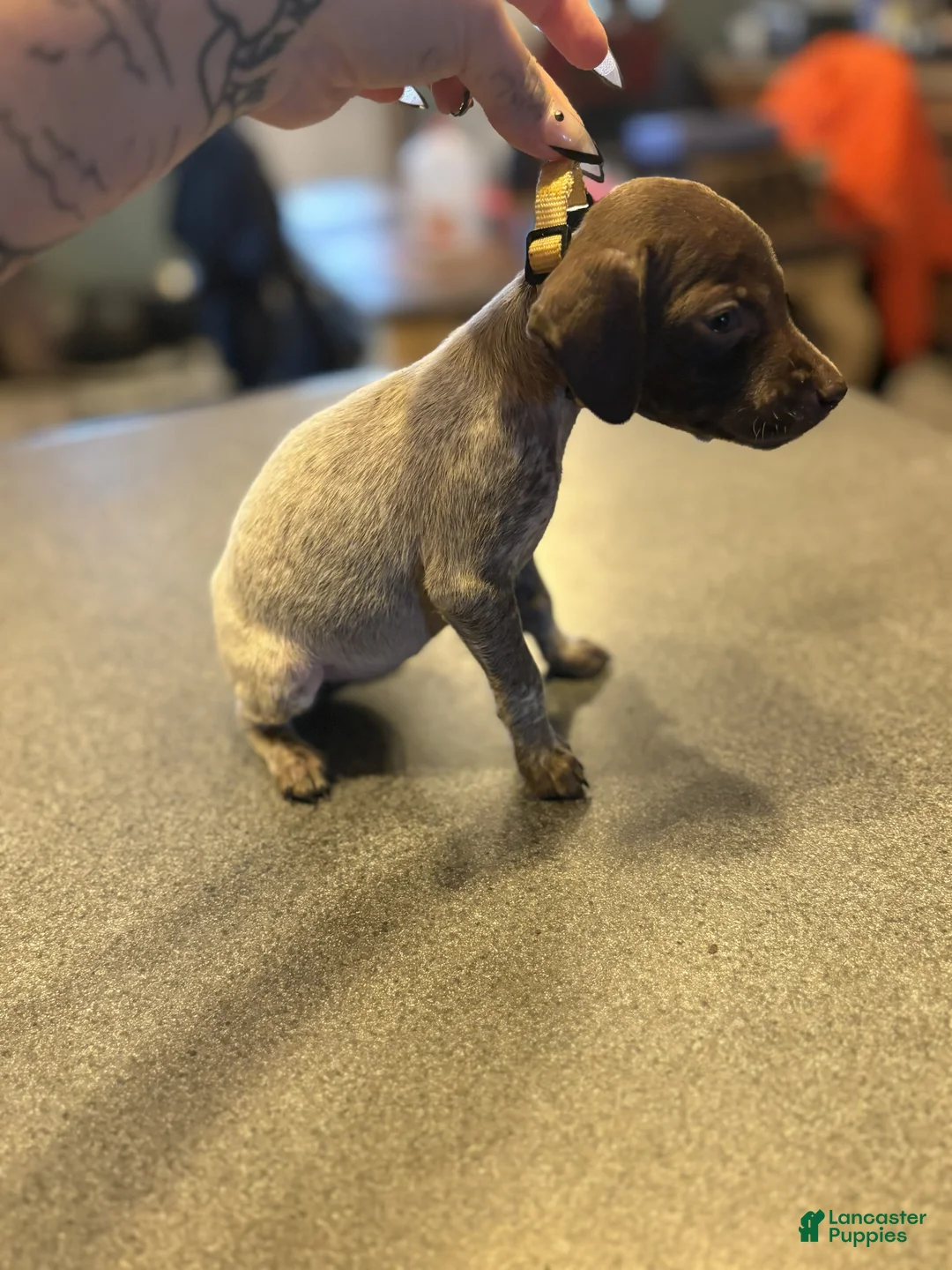 German Shorthaired Pointer dogs for sale: Wren - Ad 2