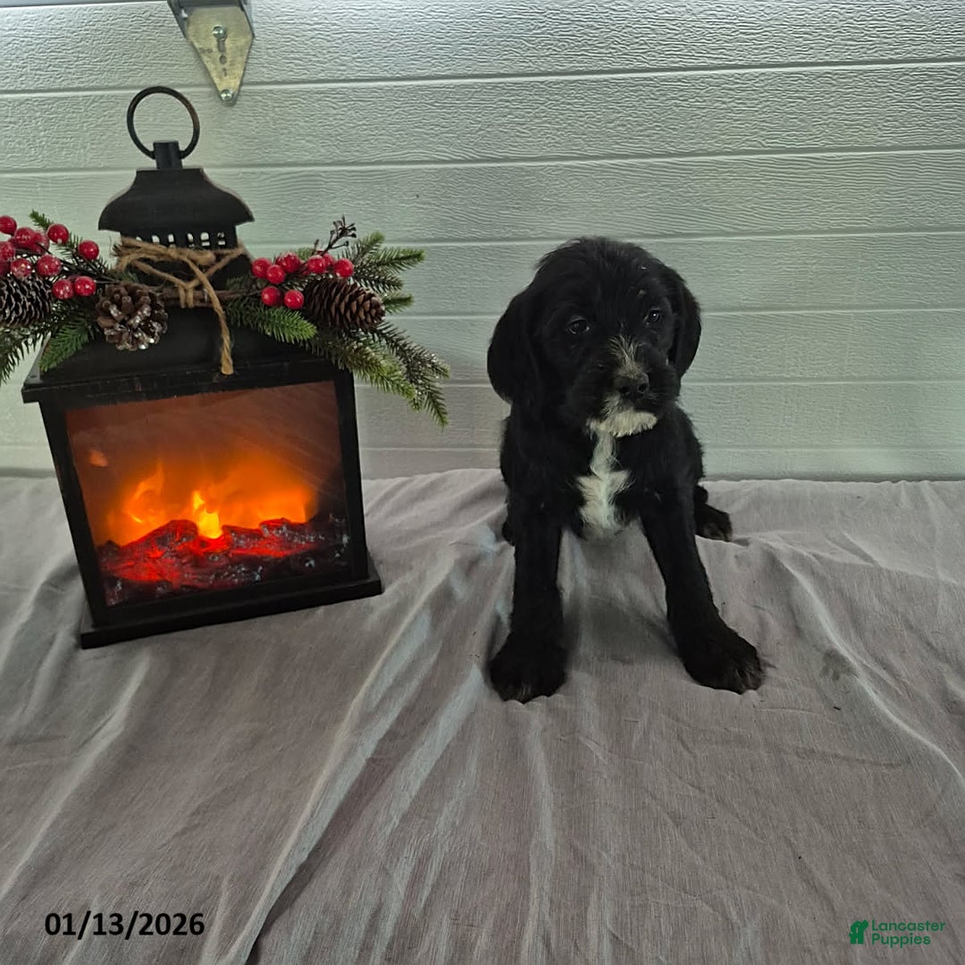 Mixed Breed dogs for sale: Hope - Ad 2