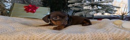 Miniature Dachshund dogs for sale: Flint - Ad 5