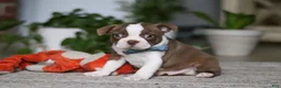 Boston Terrier dogs for sale: Kian - Ad 4
