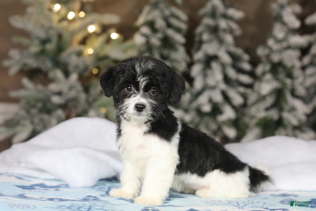 Teddy Bear dogs for sale: Noelle - Ad 43