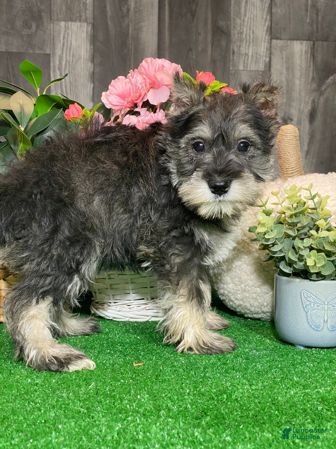 Miniature Schnauzer dogs for sale: Kiki - Ad 5