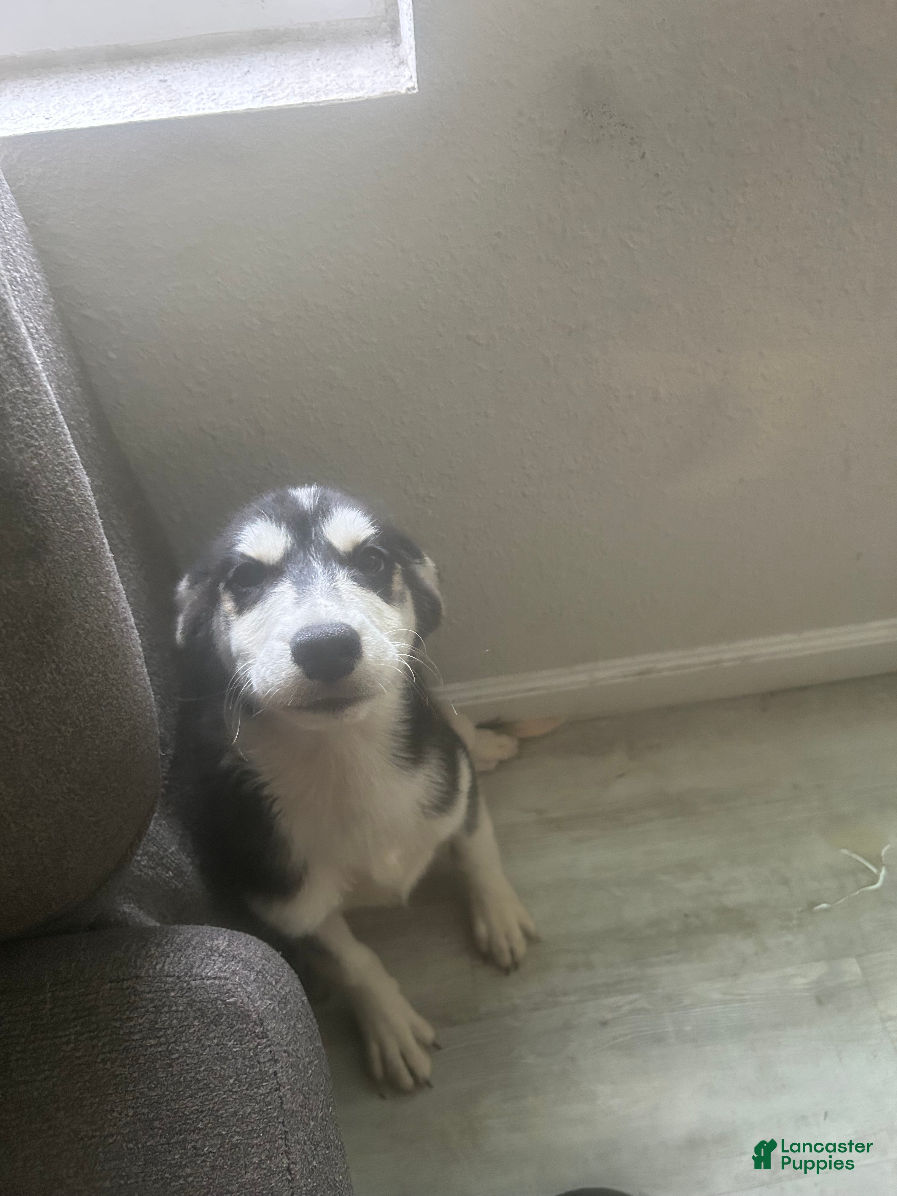 Siberian Husky dogs Siberian Husky Puppy 3 - Ad 16
