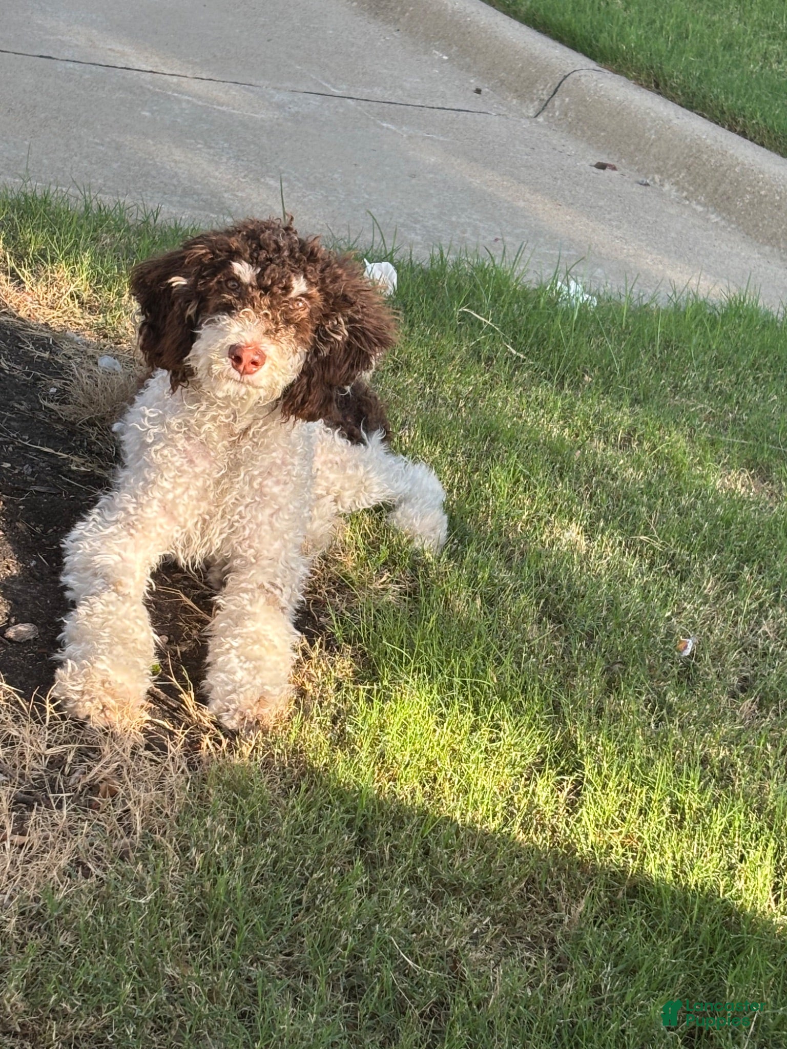 Standard Poodle dogs Truffles - Ad 4