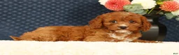 Cavapoo dogs for sale: Fern - Ad 5