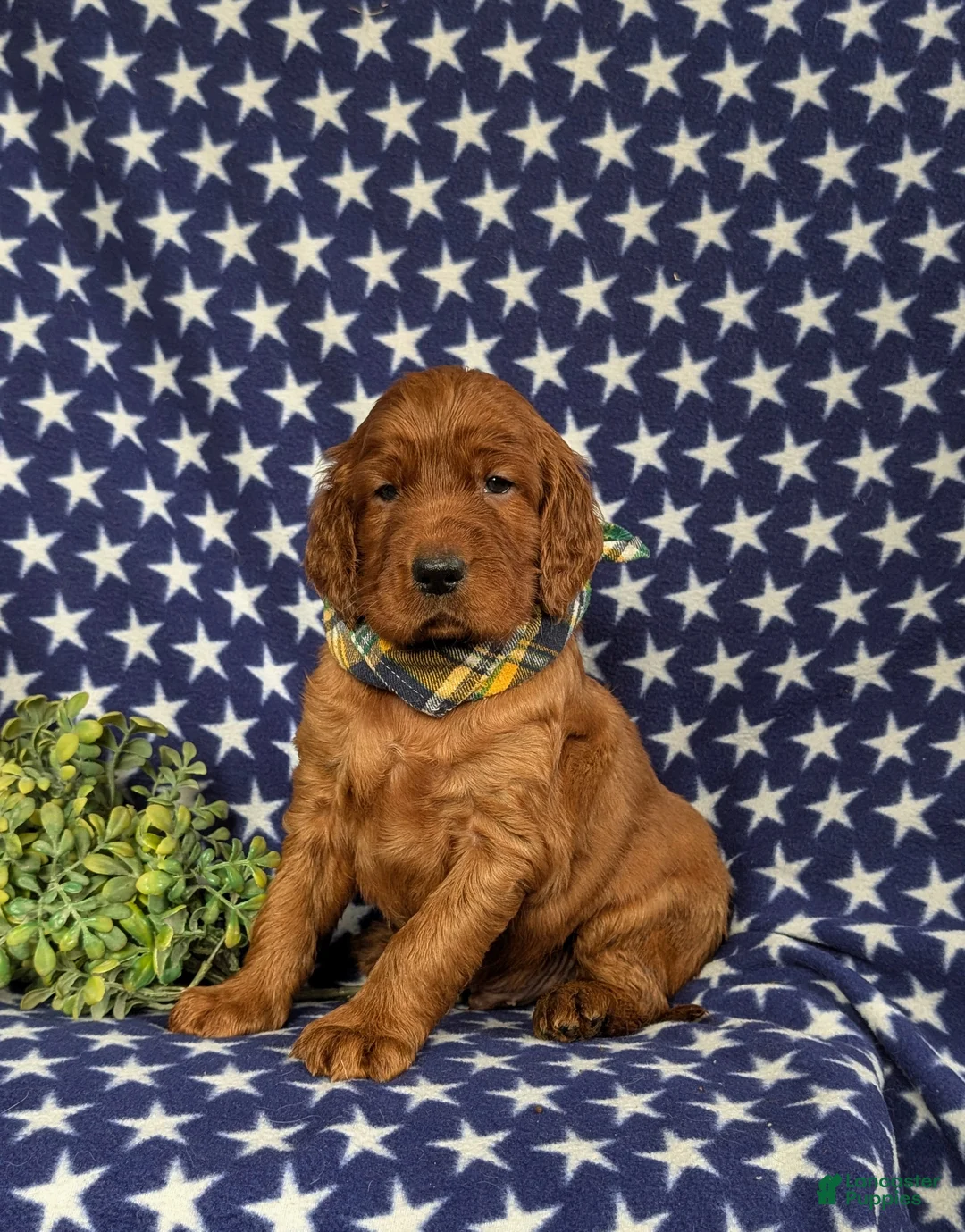 Irish Setter dogs for sale: Chase - Ad 5