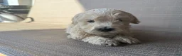 Maltipoo dogs for sale: Goldie - Ad 6