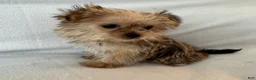 Shorkie dogs for sale: Luka - Ad 2