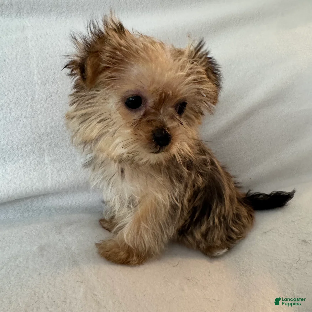Shorkie dogs for sale: Luka - Ad 2