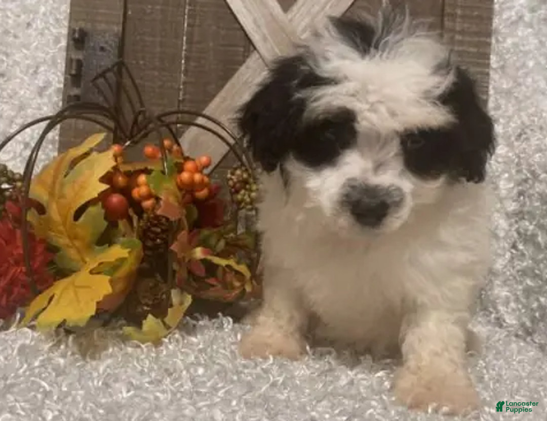 Toy Poodle dogs for sale: Prince - Ad 2