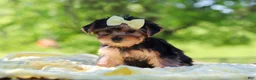 Yorkshire Terrier dogs for sale: Miley - Ad 3