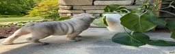 English Bulldog dogs for sale: Zane - Ad 4