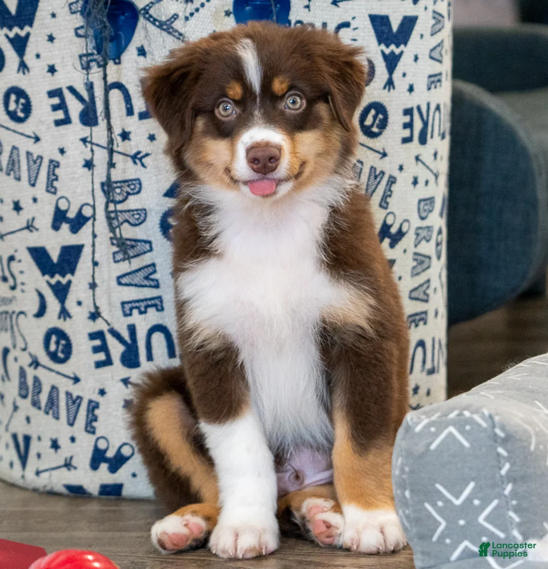 Miniature Australian Shepherd dogs for sale: Rocky - Ad 1