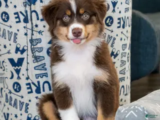 Miniature Australian Shepherd dogs for sale: Rocky - Ad 1