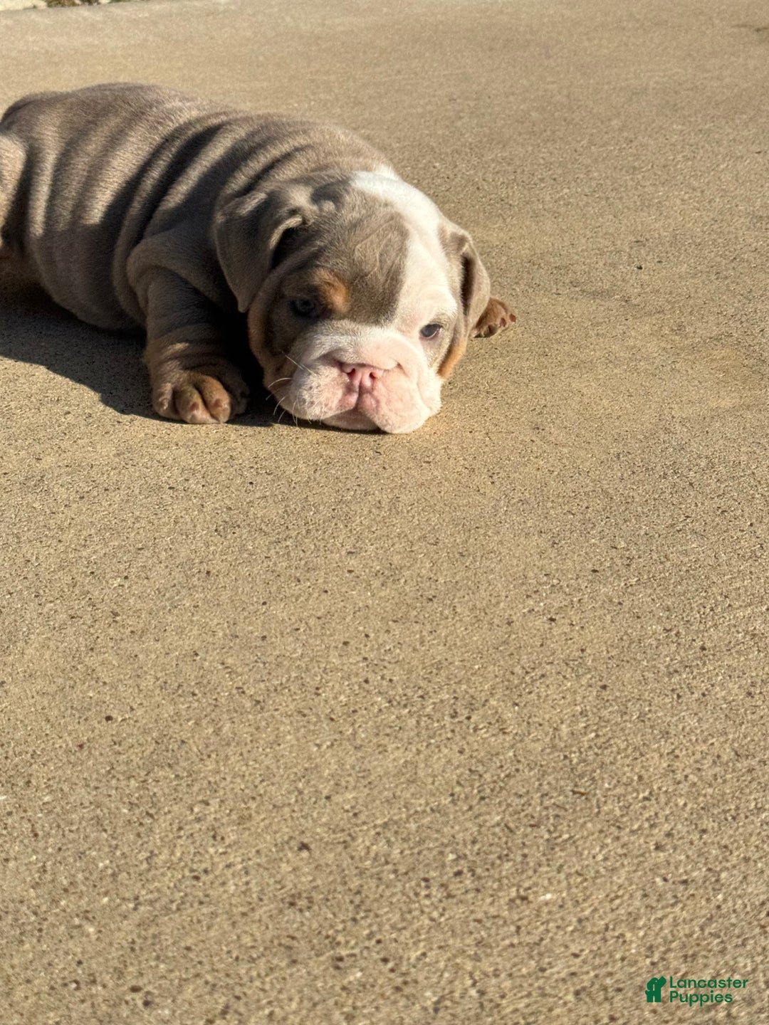 English Bulldog dogs for sale: English Bulldog Puppy 3 - Ad 1