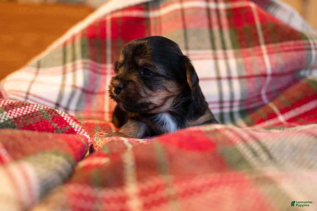 Mixed Breed dogs for sale: Angus - Ad 5