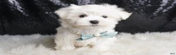 Maltese dogs for sale: Leo - Ad 3