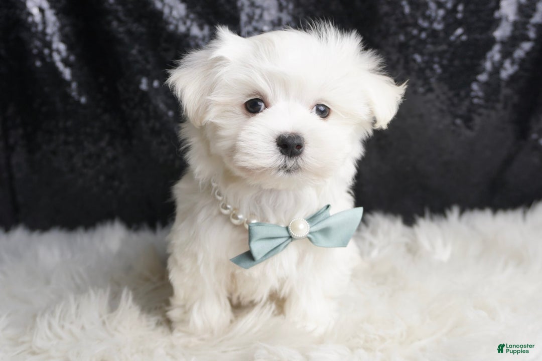 Maltese dogs for sale: Leo - Ad 3