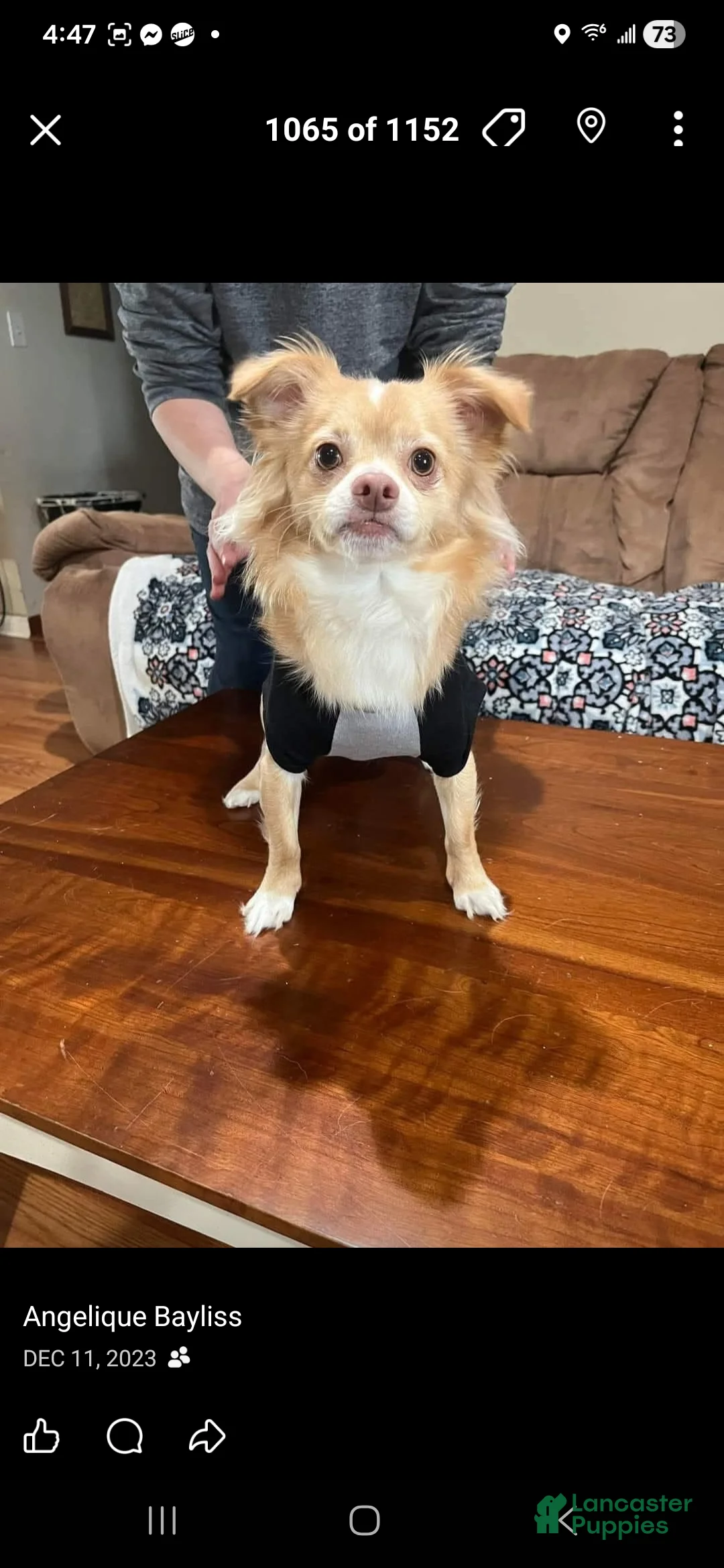 Chihuahua dogs for sale: Chihuahua Puppy 1 - Ad 2