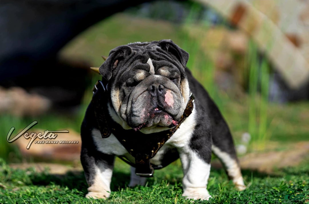English Bulldog dogs for sale: Sweetie Pie - Ad 5