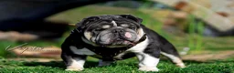English Bulldog dogs for sale: Sweetie Pie - Ad 5