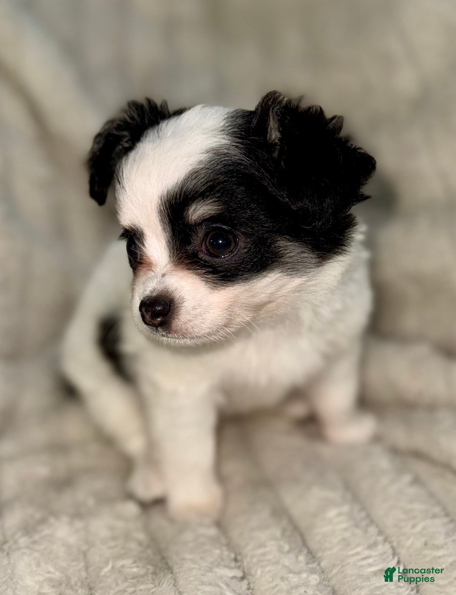 Chihuahua dogs Oreo  - Ad 4