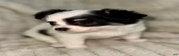 Chihuahua dogs for sale: Oreo  - Ad 1