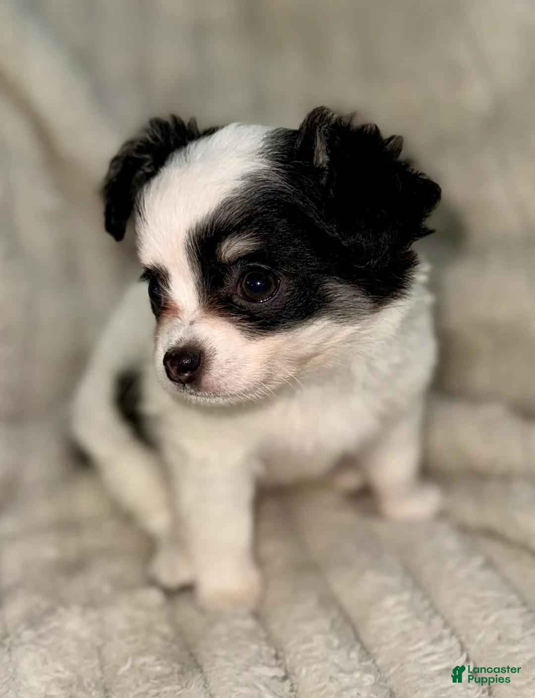 Chihuahua dogs for sale: Oreo  - Ad 1