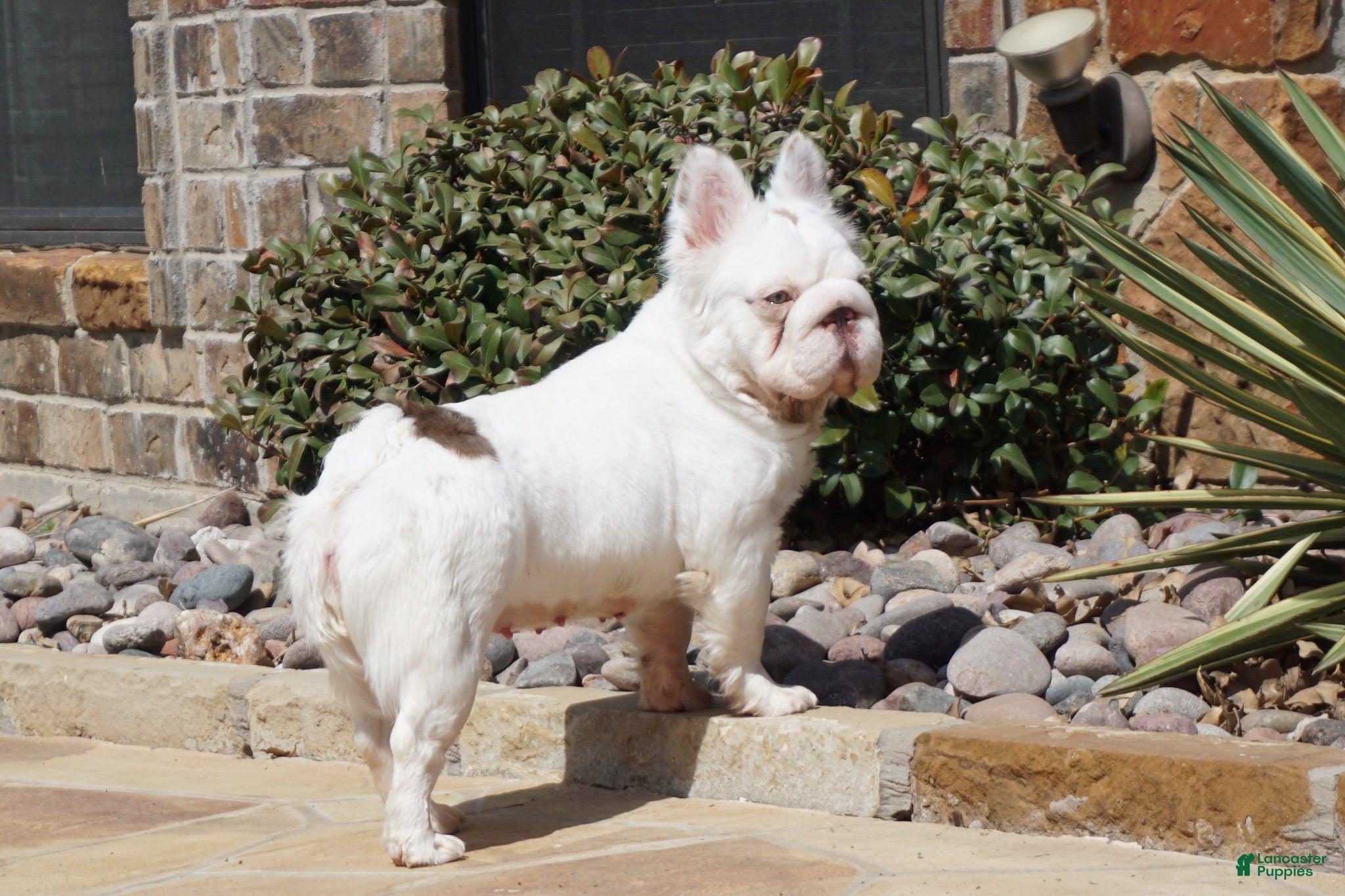 French Bulldog dogs Sophia  - Ad 2