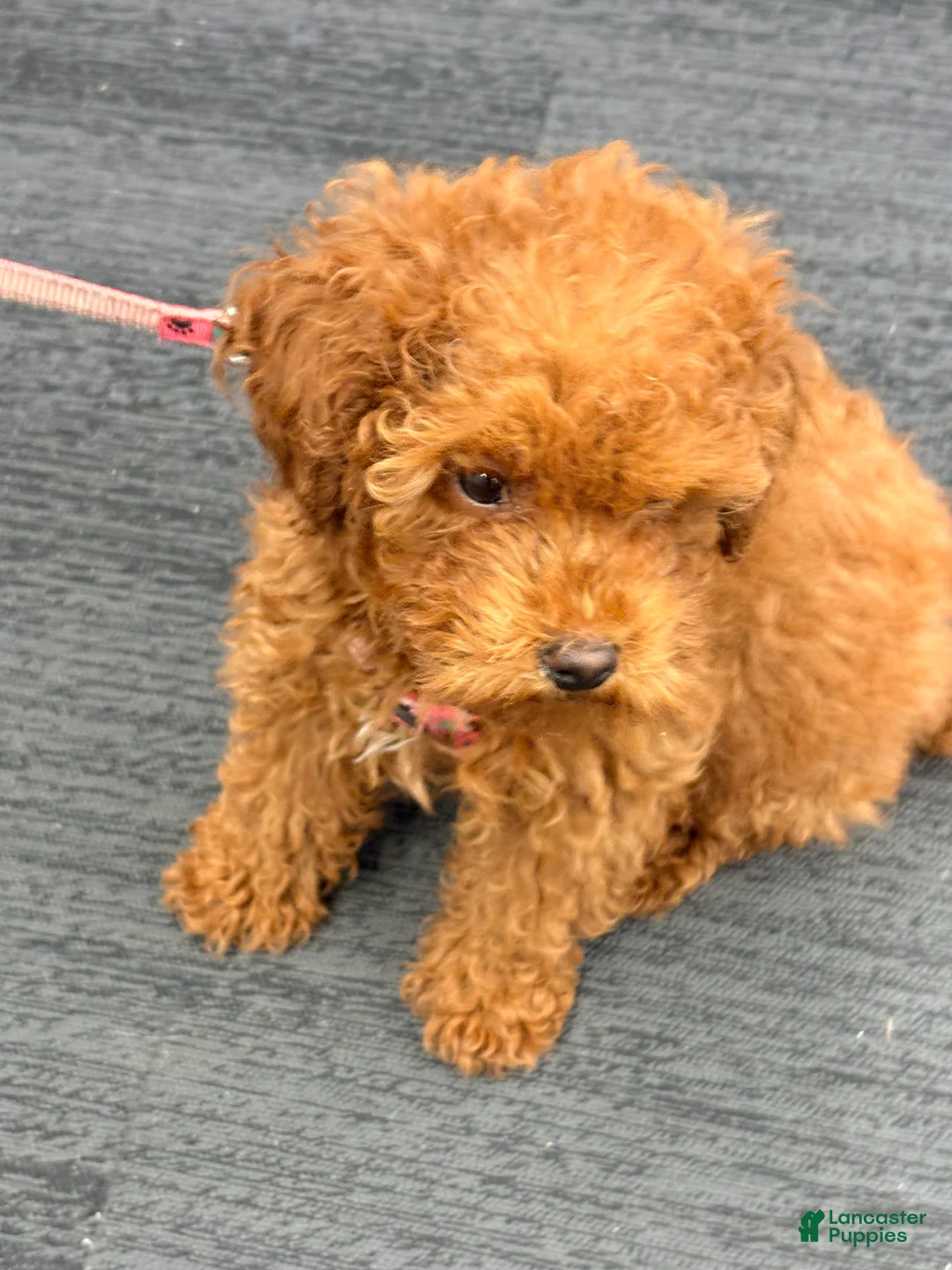 Toy Poodle dogs for sale: Toy Poodle Puppy 1 - Ad 7