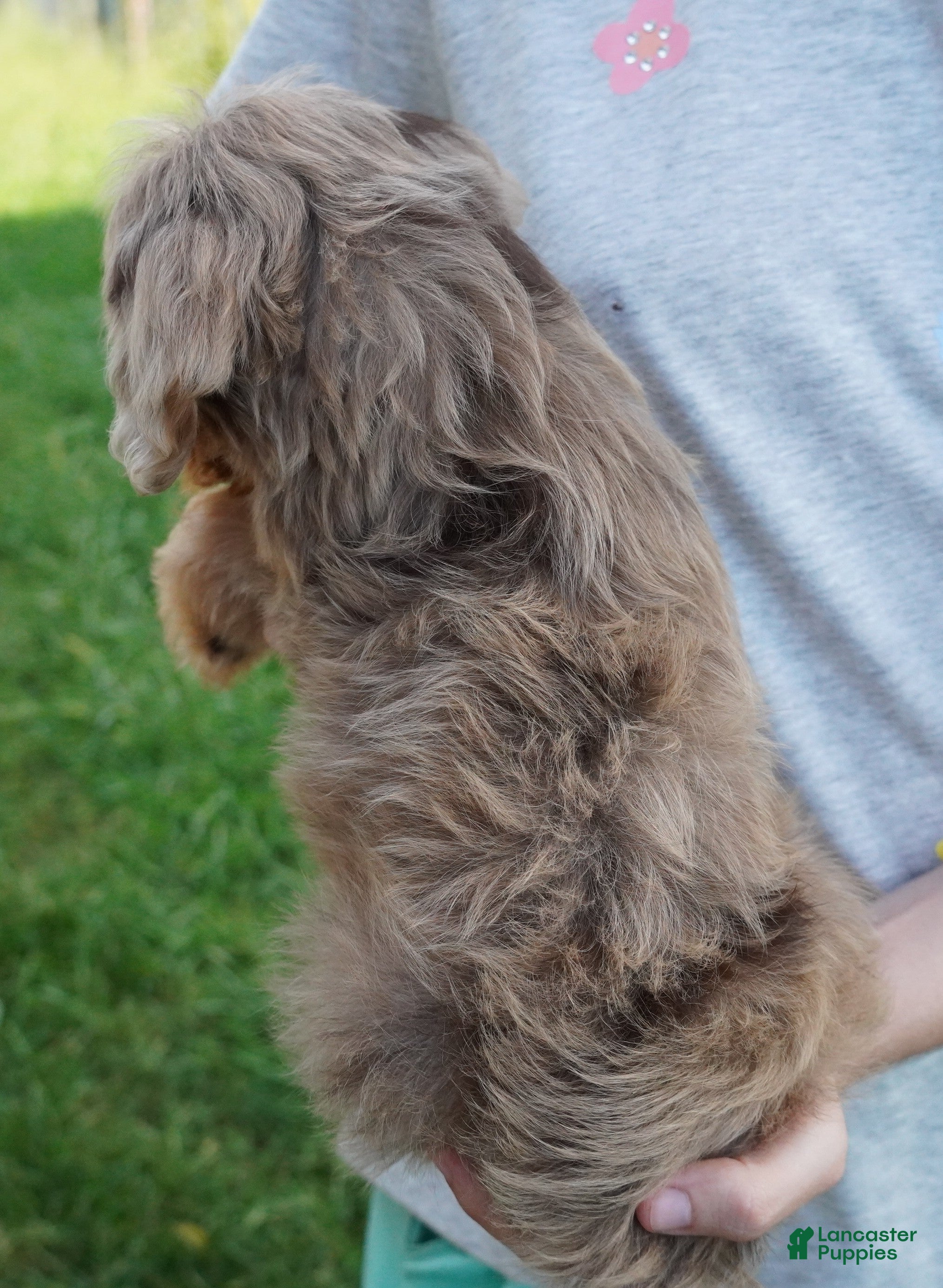 Mini Aussiedoodle dogs F1B TOY Chocolate Merle with BLUE EYES - Ad 2