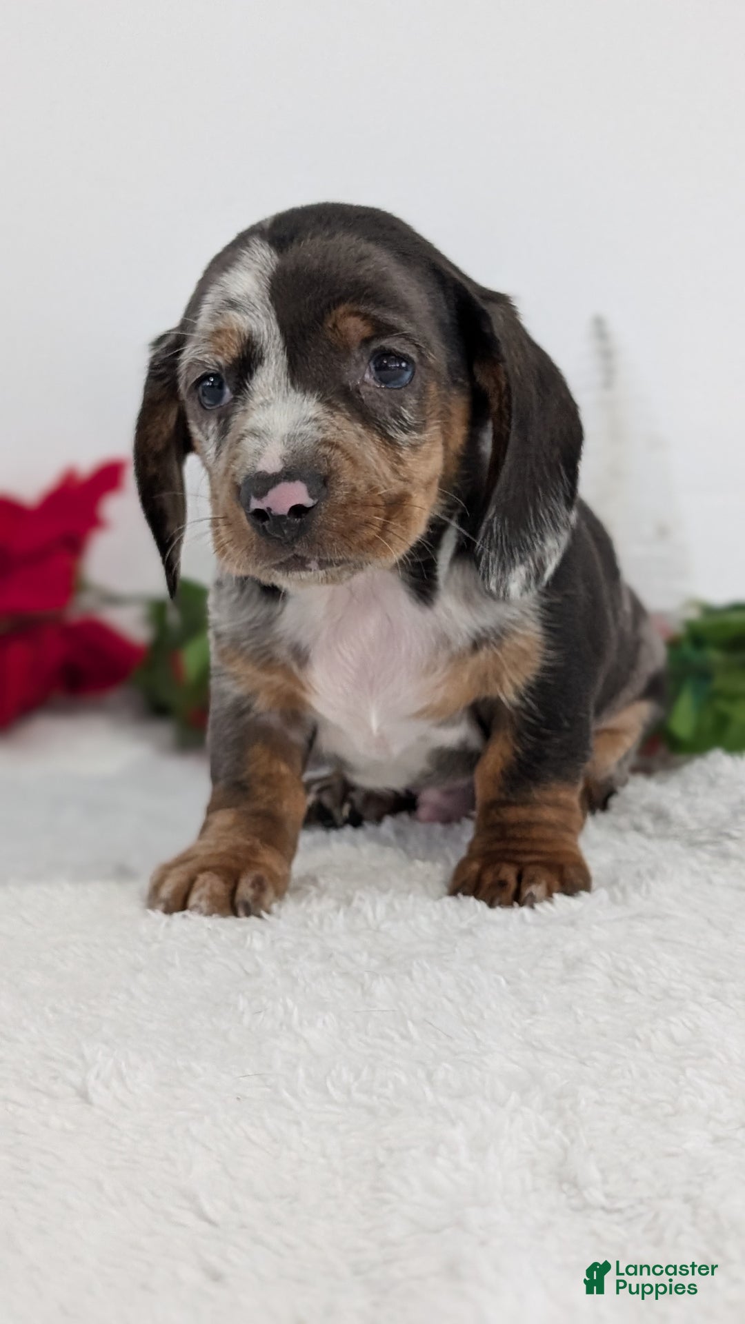 Miniature Dachshund dogs for sale: Xander  - Ad 2