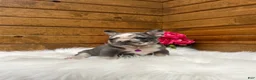 French Bulldog dogs for sale: Posie - Ad 7
