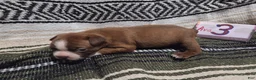 Boston Terrier dogs for sale: Ava Boston Terrier 3 - Ad 3