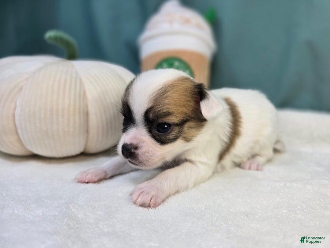 Chihuahua dogs for sale: Skittles - Ad 2