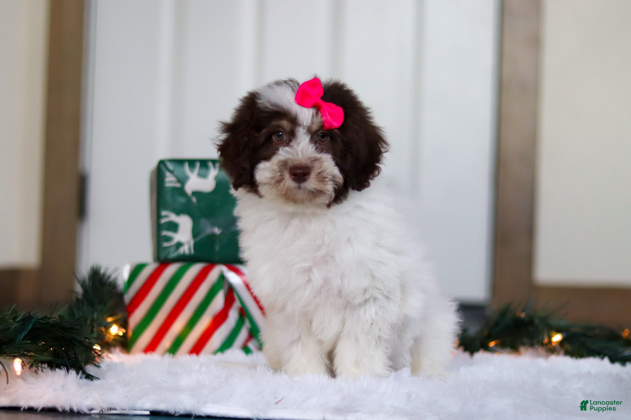 Mini Aussiedoodle dogs Salty - Ad 19