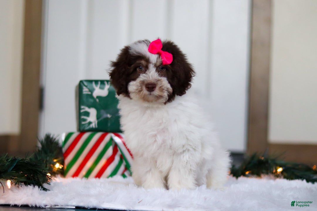 Mini Aussiedoodle dogs for sale: Salty - Ad 1
