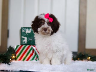 Mini Aussiedoodle dogs Salty - Ad 20