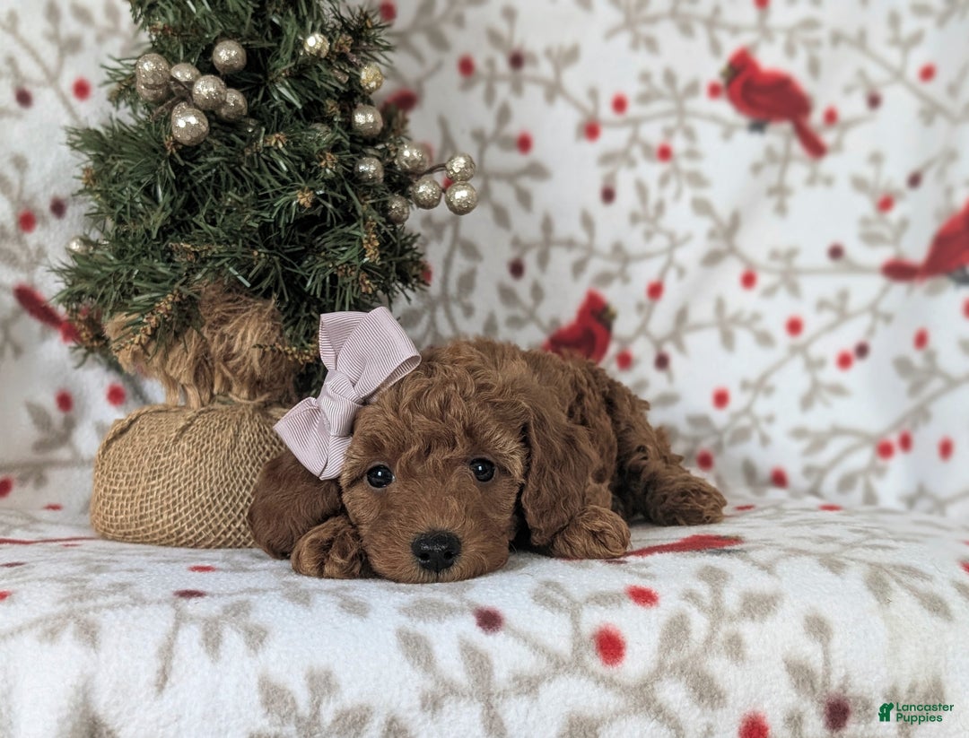 Mixed Breed dogs for sale: Chelsea Hypoallergenic - Ad 5