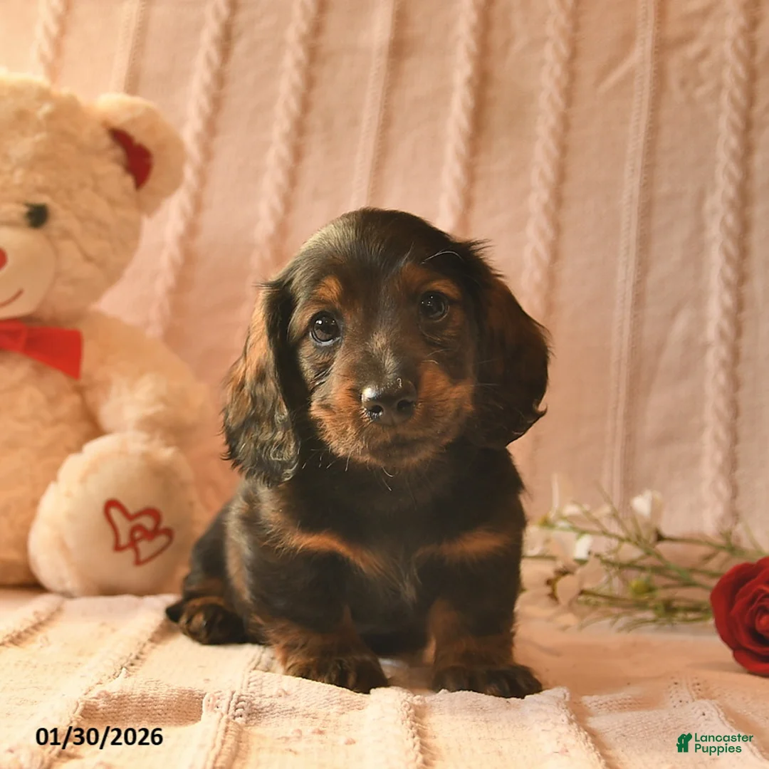 Miniature Dachshund dogs for sale: Jett  - Ad 1