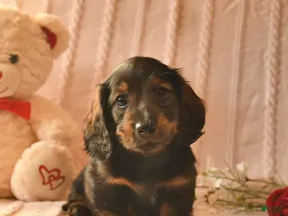 Miniature Dachshund dogs Jett - Ad 26